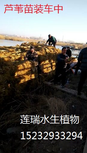 芦苇绿巨人APP在线下载开始取苗