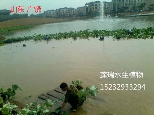 绿巨人在线观看免费高清视频在线观看下载种植【基地,技术,白洋淀】