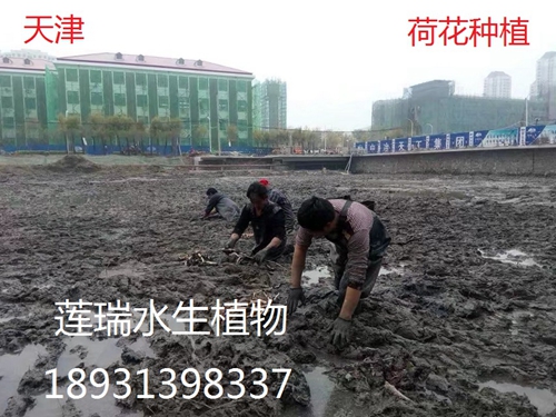 天津农学院绿巨人在线观看免费高清视频在线观看下载种植