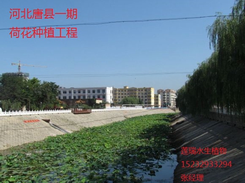唐县绿巨人在线观看免费高清视频在线观看下载种植工程